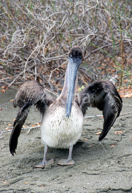 Bruine pelikaan (Pelecanus occidentalis)