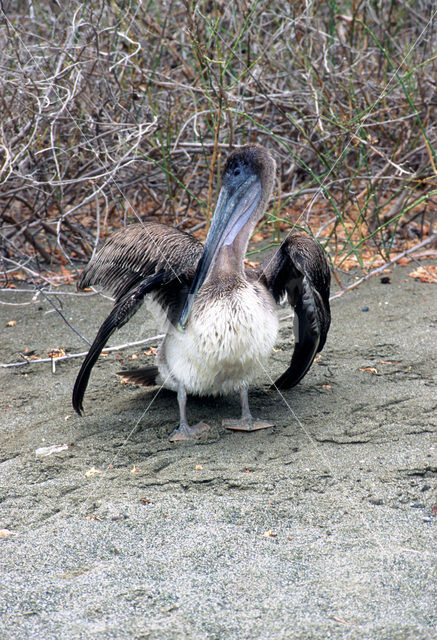 Brown pelican (Pelecanus occidentalis)