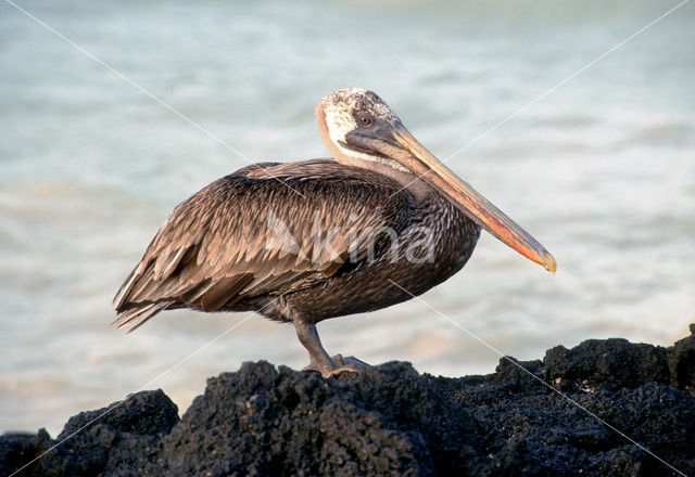 Bruine pelikaan (Pelecanus occidentalis)