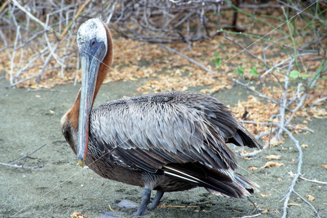 Brown pelican (Pelecanus occidentalis)