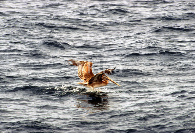 Brown pelican (Pelecanus occidentalis)