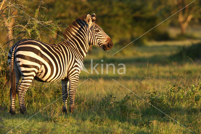 Burchell's zebra (Equus burchellii)