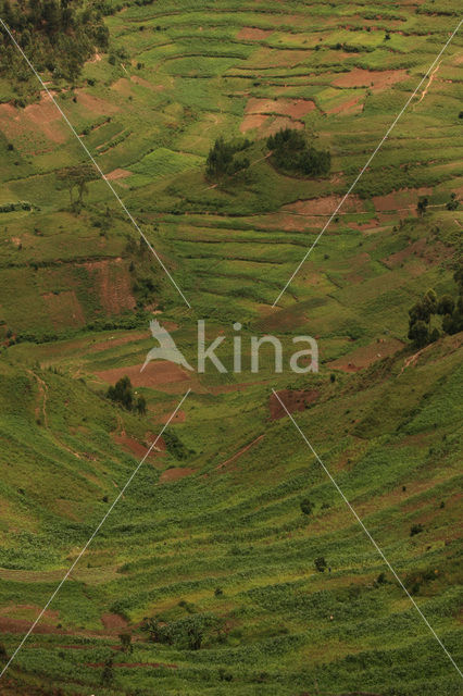 Bwindi Impenetrable Forest National Park