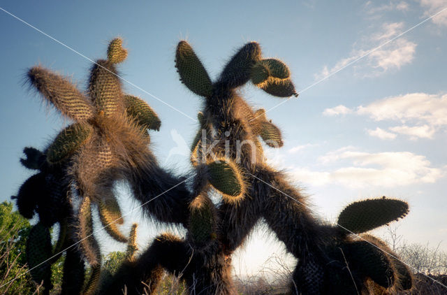 pricklypear (Opuntia spec)