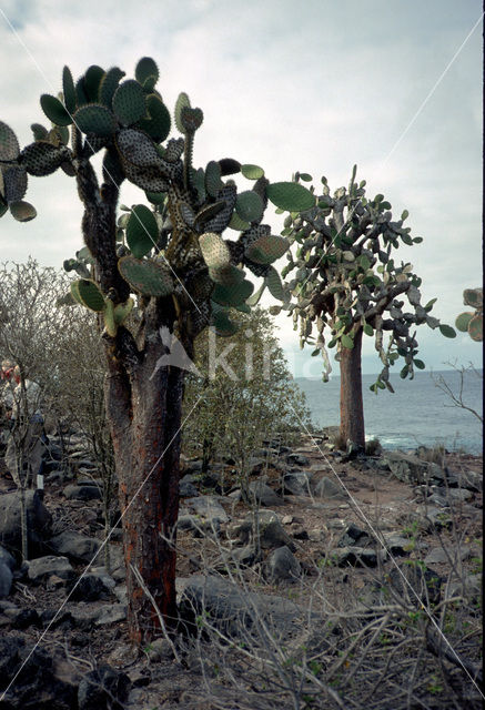 Cactus (Opuntia spec)