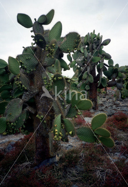 Cactus (Opuntia spec)