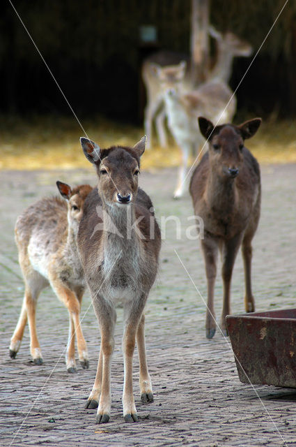 Fallow Deer (Dama dama)