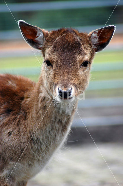 Fallow Deer (Dama dama)