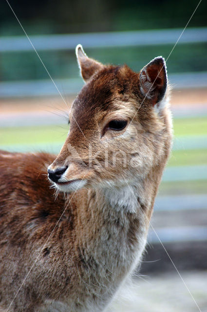 Fallow Deer (Dama dama)