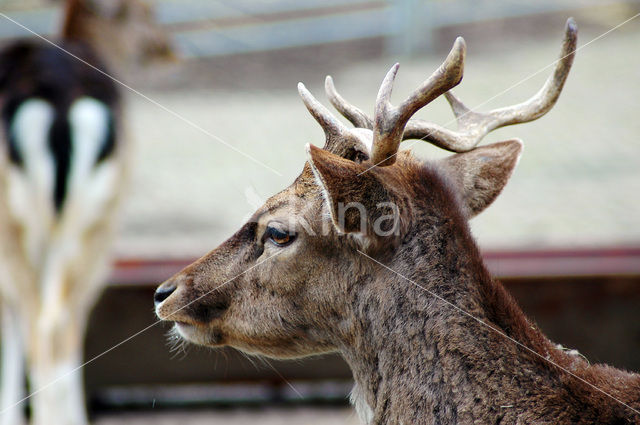 Fallow Deer (Dama dama)