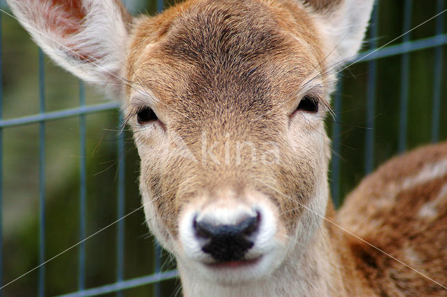 Fallow Deer (Dama dama)