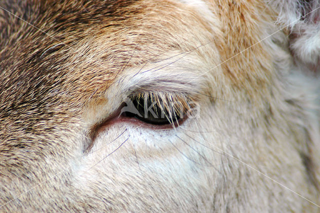 Fallow Deer (Dama dama)