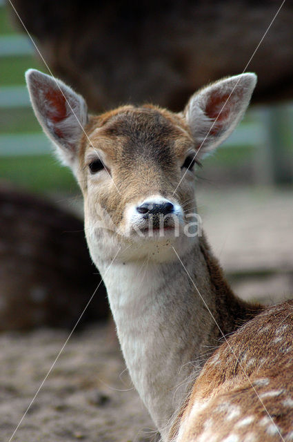 Fallow Deer (Dama dama)