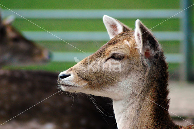 Fallow Deer (Dama dama)