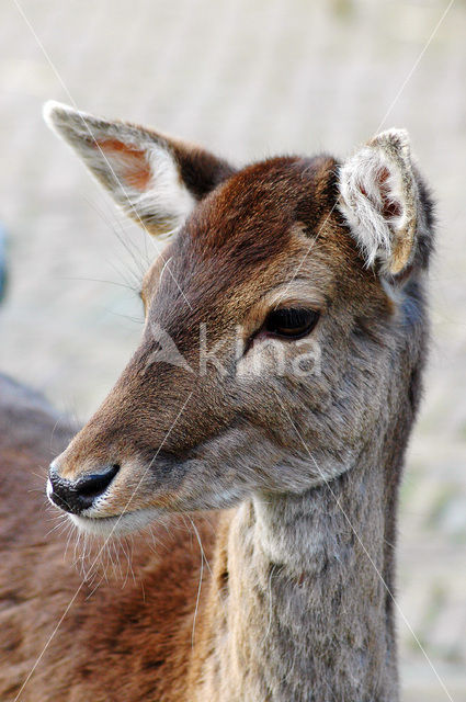 Fallow Deer (Dama dama)