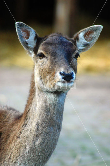 Fallow Deer (Dama dama)