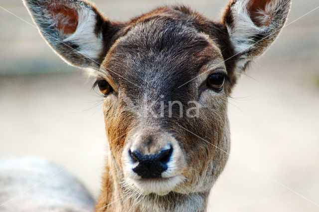 Fallow Deer (Dama dama)