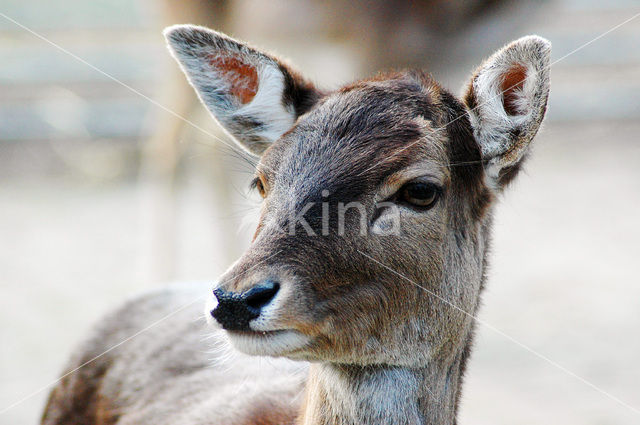 Fallow Deer (Dama dama)