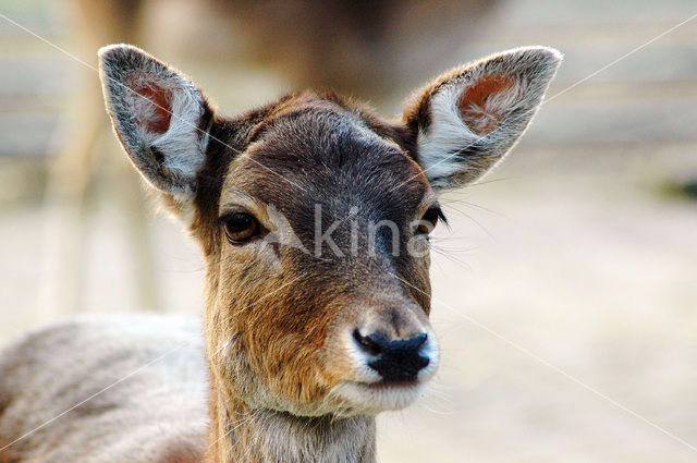 Fallow Deer (Dama dama)