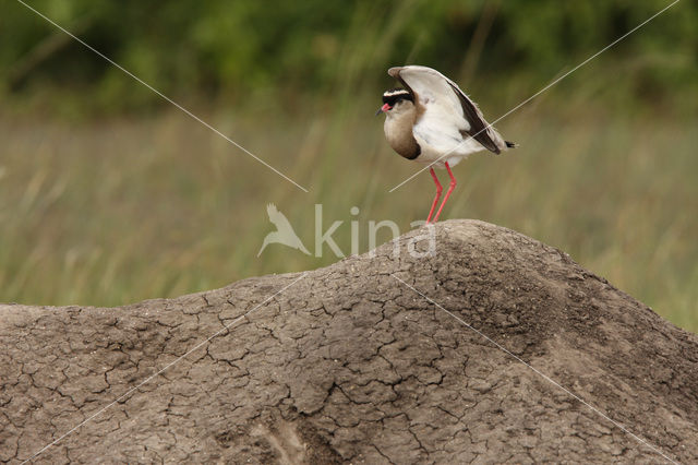 Diadeemkievit (Vanellus coronatus)