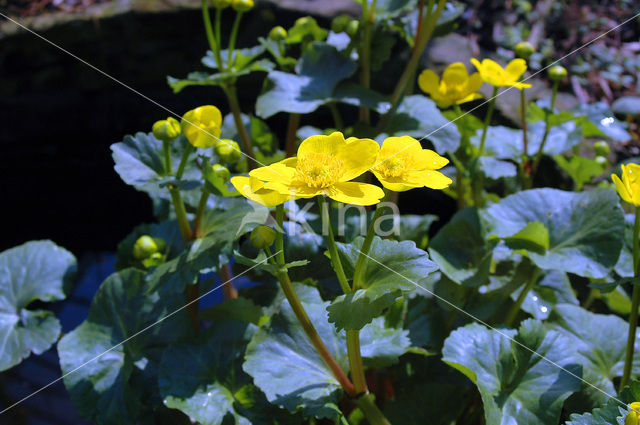Dotterbloem (Caltha palustris)