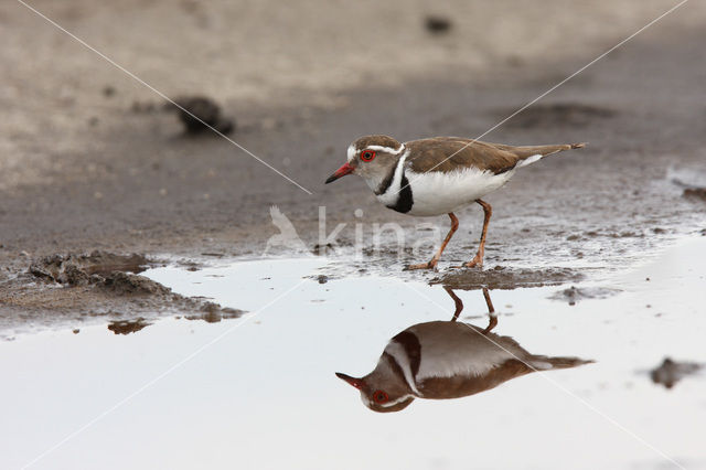 Three-banded Plover (Charadrius tricollaris)