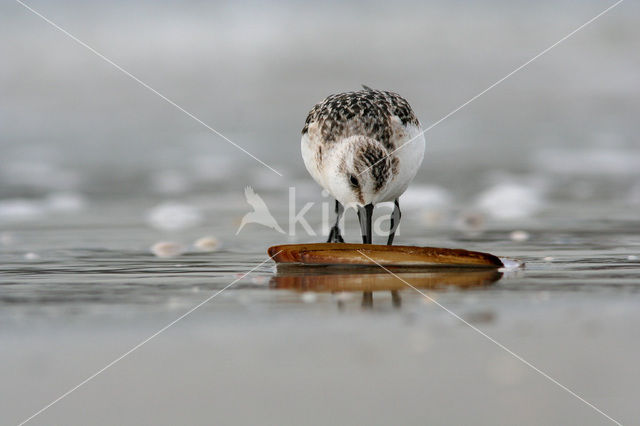 Sanderling (Calidris alba)