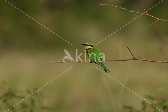 Dwergbijeneter (Merops pusillus)