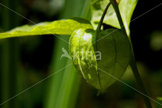 Echte lampionplant (Physalis alkekengi)