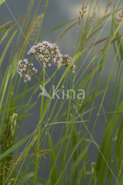 Common Valerian (Valeriana officinalis)