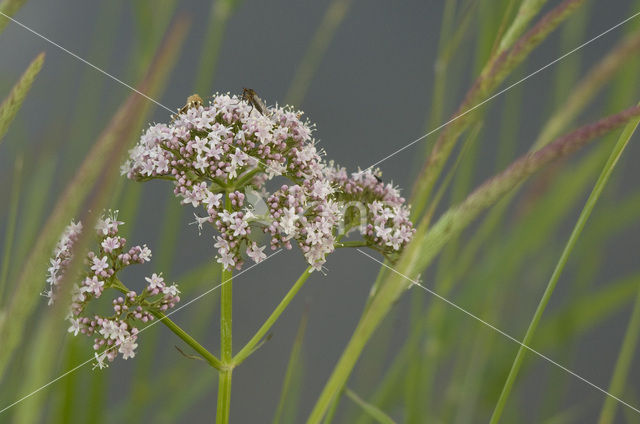 Common Valerian (Valeriana officinalis)