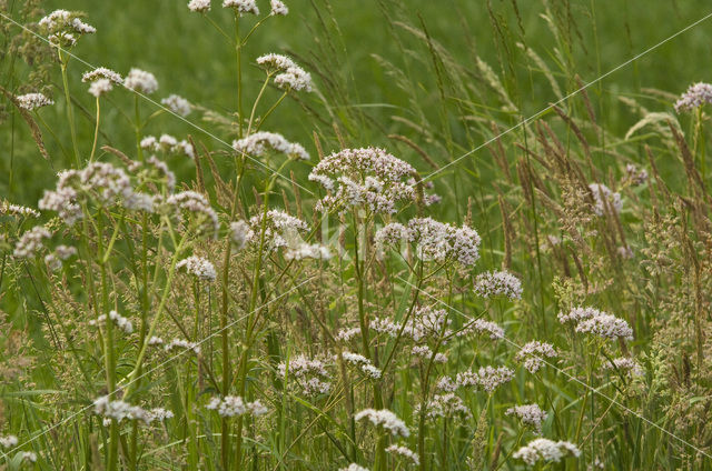 Echte valeriaan (Valeriana officinalis)