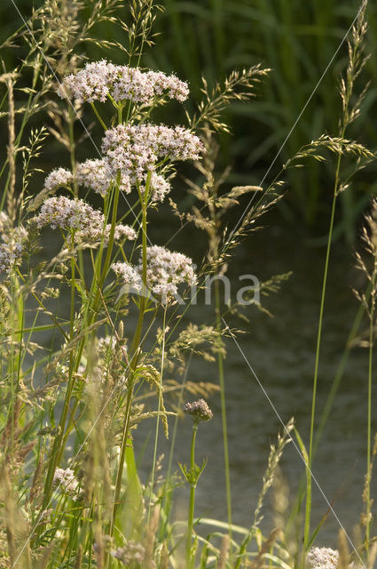 Common Valerian (Valeriana officinalis)