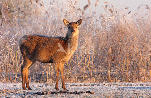 Red Deer (Cervus elaphus)