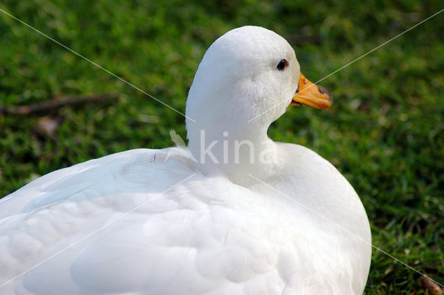 duck (Anas spec)