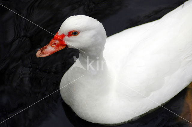 duck (Anas spec)