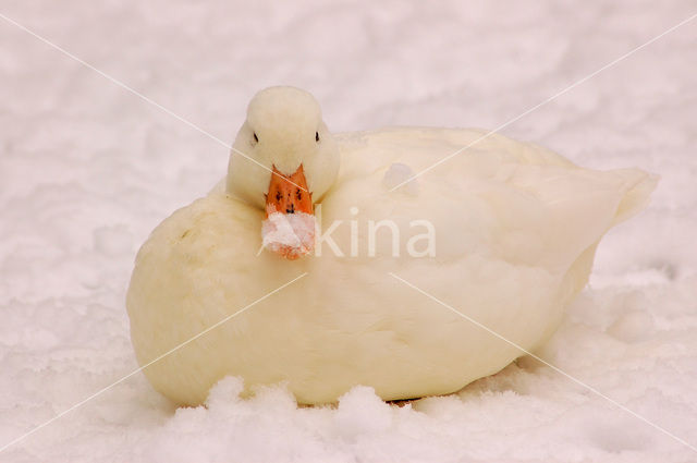 duck (Anas spec)