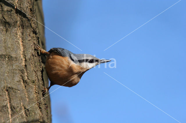 Europese Boomklever (Sitta europaea)