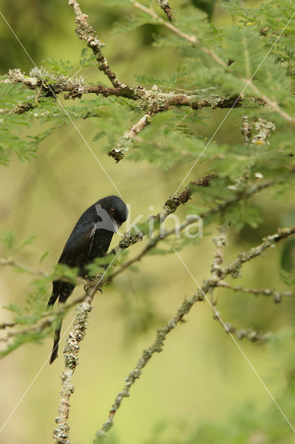 Fluweeldrongo (Dicrurus adsimilis)