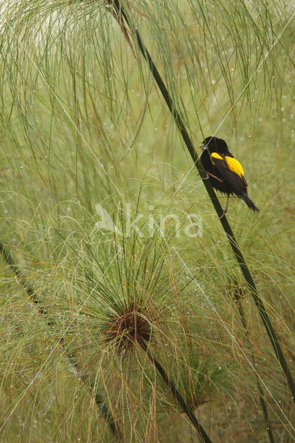 Fluweelwidavink (Euplectes capensis)