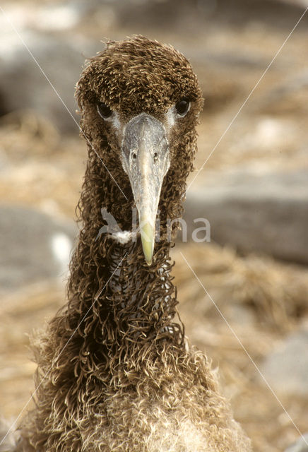 Galapagos albatros (Phoebastria irrorata)