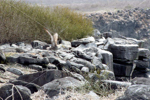 Galapagos albatros (Phoebastria irrorata)