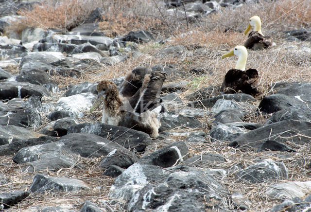 Waved albatross (Phoebastria irrorata)