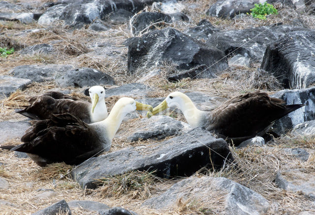 Waved albatross (Phoebastria irrorata)
