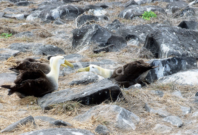 Galapagos albatros (Phoebastria irrorata)