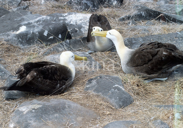 Waved albatross (Phoebastria irrorata)