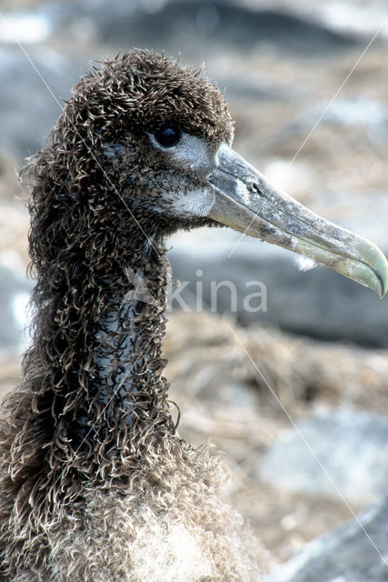 Galapagos albatros (Phoebastria irrorata)