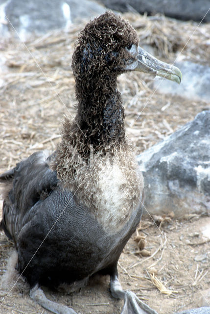 Waved albatross (Phoebastria irrorata)