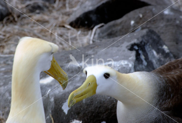 Galapagos albatros (Phoebastria irrorata)