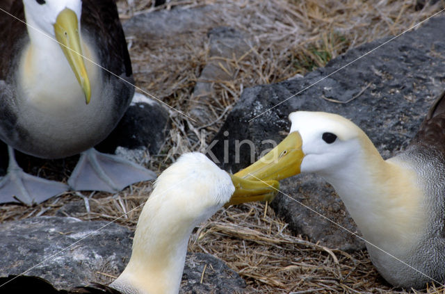 Waved albatross (Phoebastria irrorata)